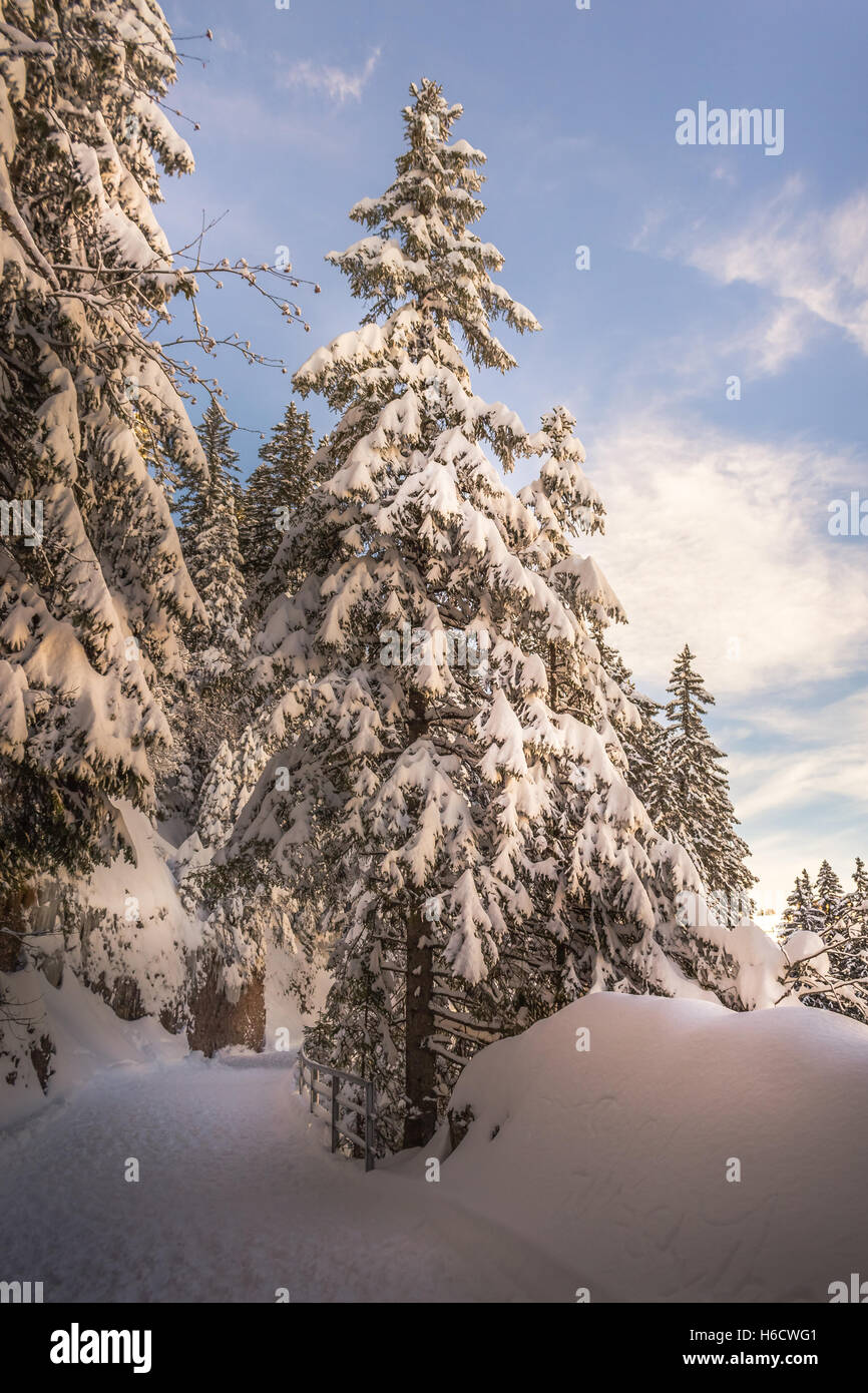 Fir tree snow forest hi-res stock photography and images - Alamy