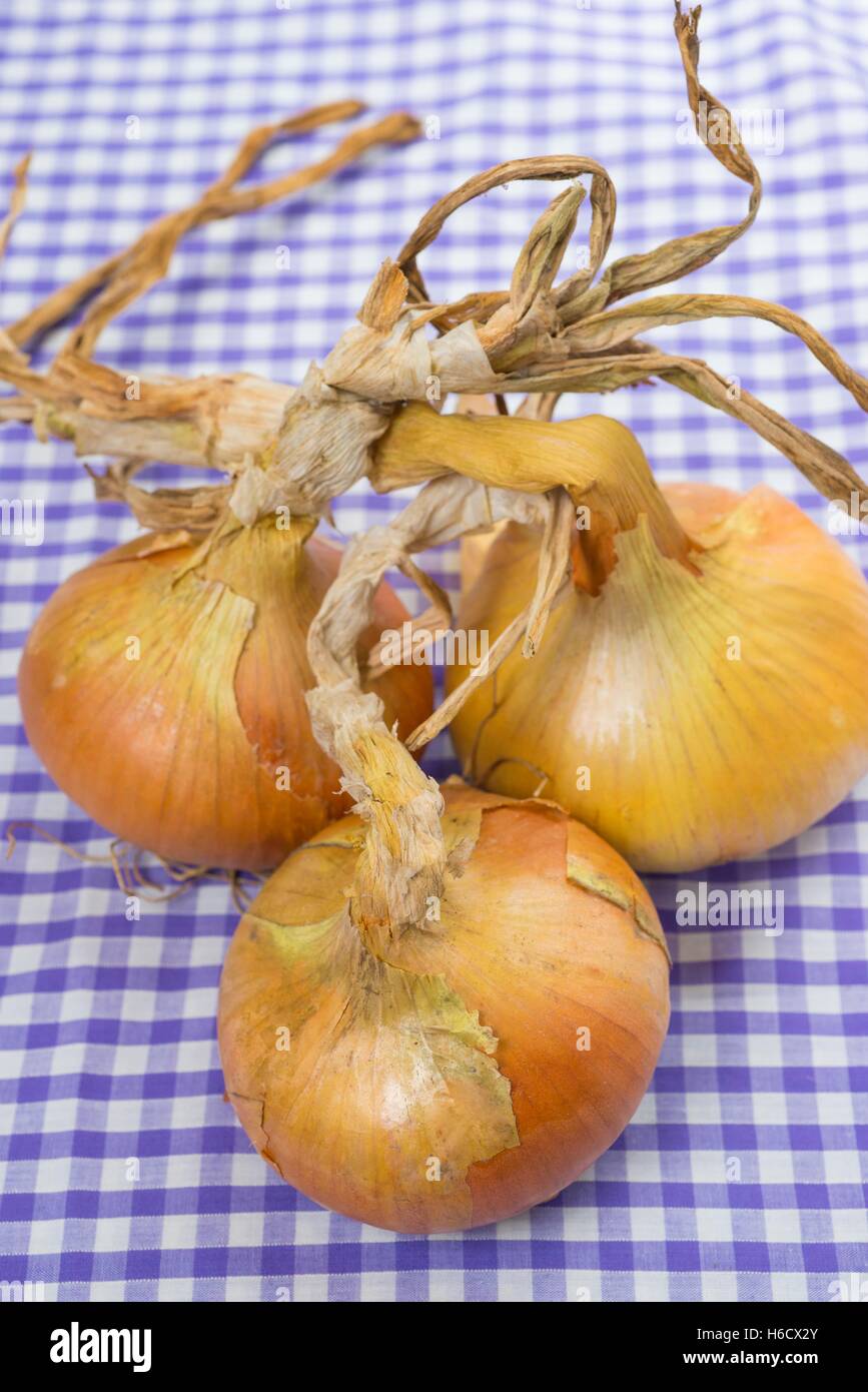 Cooking onions, 'stuttgarter' Stock Photo
