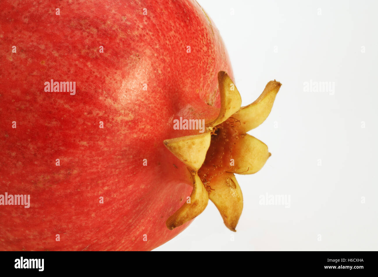 Pomegranate (Punica granatum) close up Stock Photo