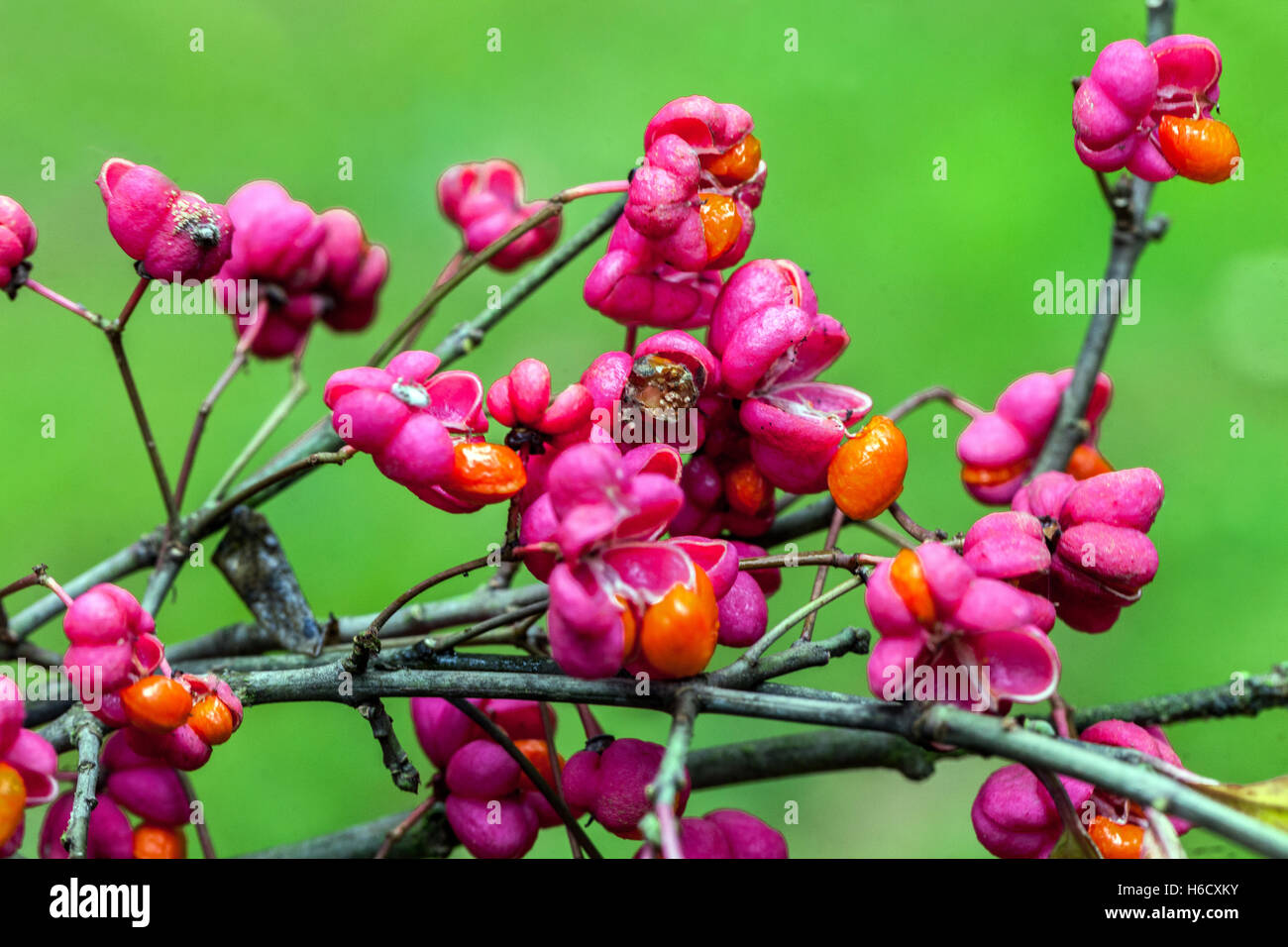 Euonymus europaeus 'Red Cascade', Spindle tree Stock Photo