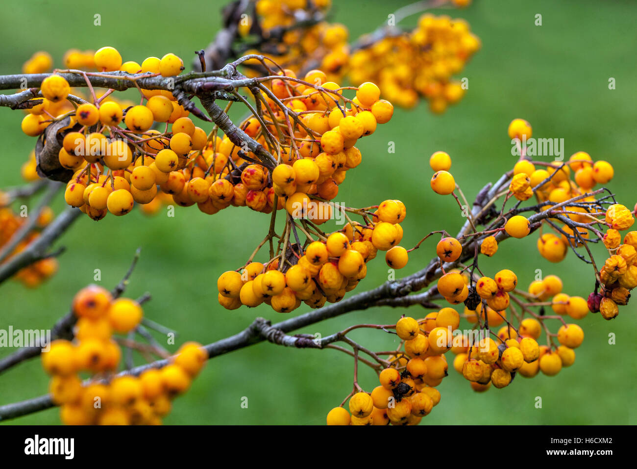 Sorbus aucuparia Sunshine, Rowan Stock Photo