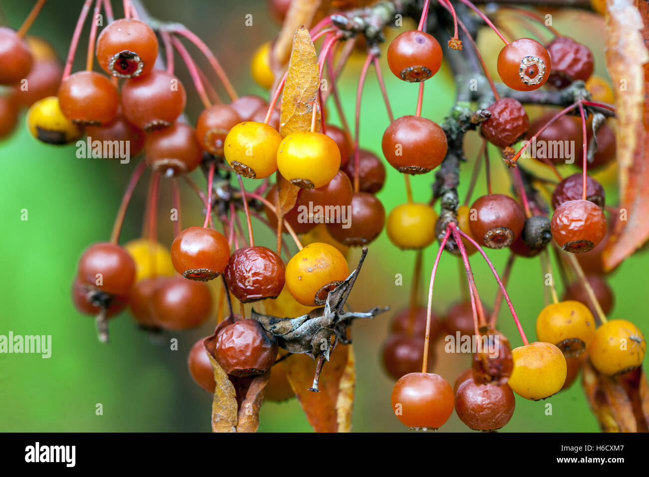 Malus sieboldii, Crab Apple Stock Photo