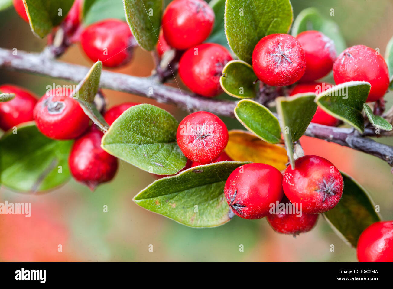 Cotoneaster meyeri red berries, fruits on branch, shrub in autumn Cotoneaster berries Stock Photo