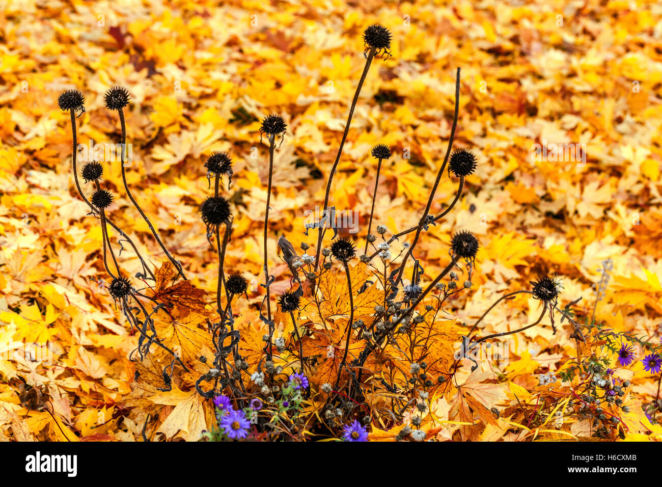 Echinacea purpurea dry stalks on a yellow background Leaves on the ground deadhead Stock Photo