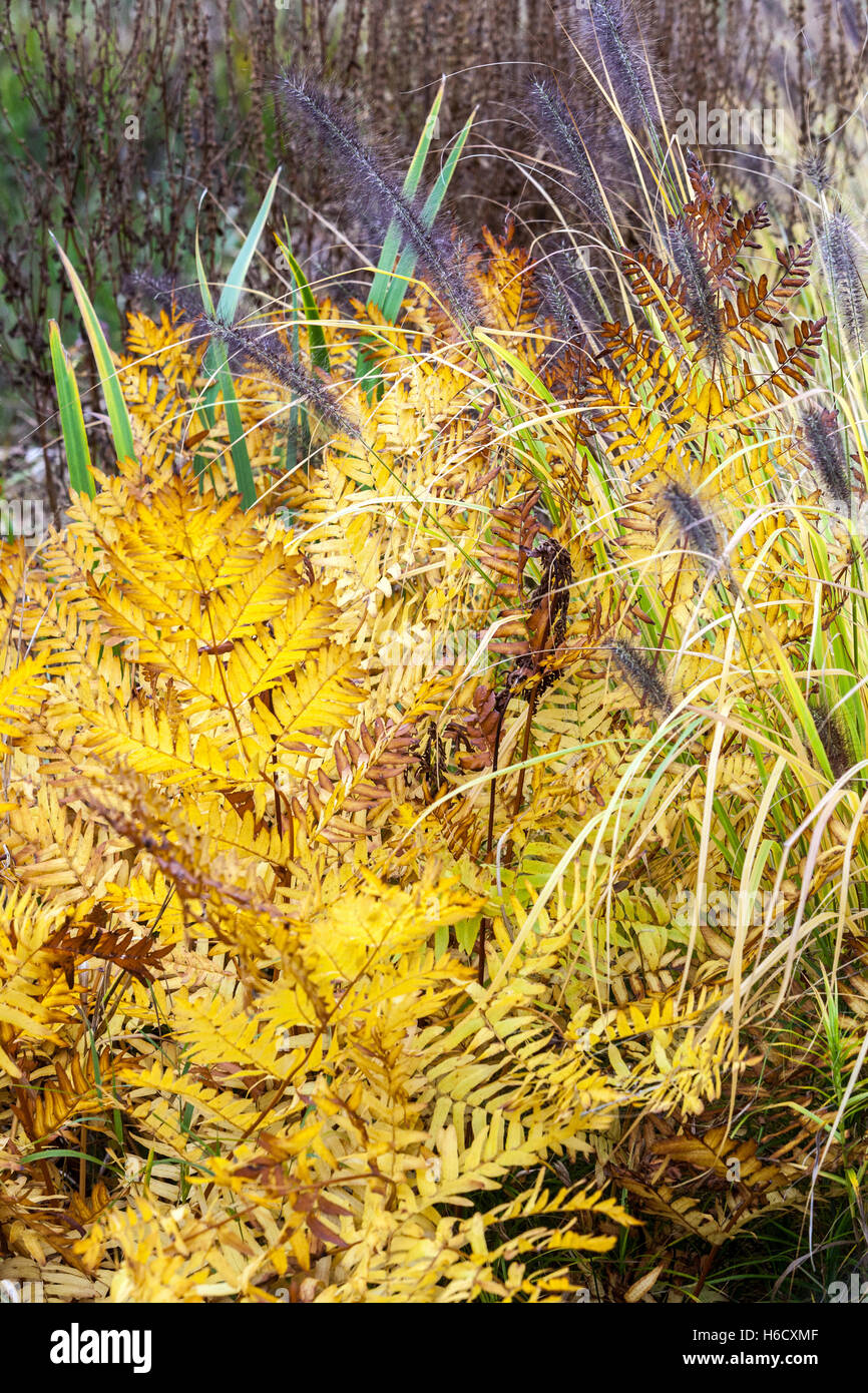 Autumn colors ferns Osmunda regalis Royal Fern Stock Photo