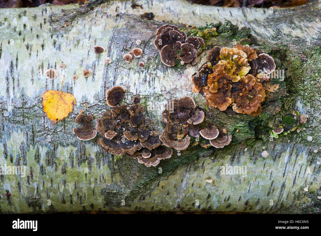 Fungi on a fallen birch tree. Stock Photo