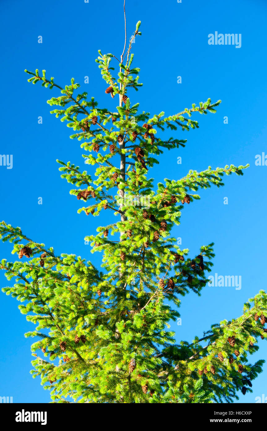 Douglas fir, West Cascades Scenic Byway, Willamette National Forest, Oregon Stock Photo