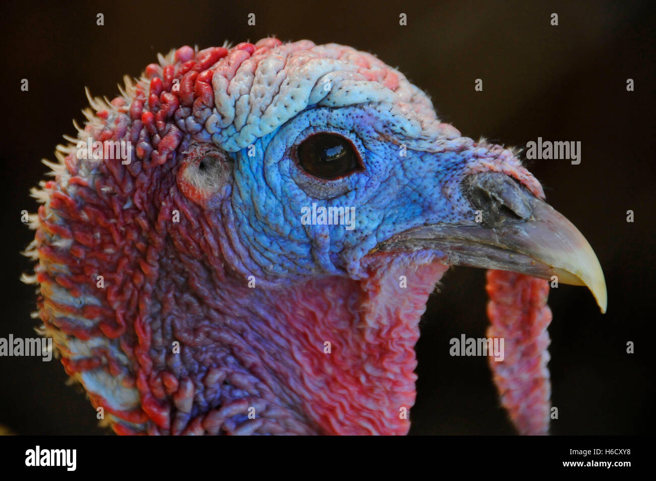 Rio Grande Turkey High Resolution Stock Photography And Images Alamy