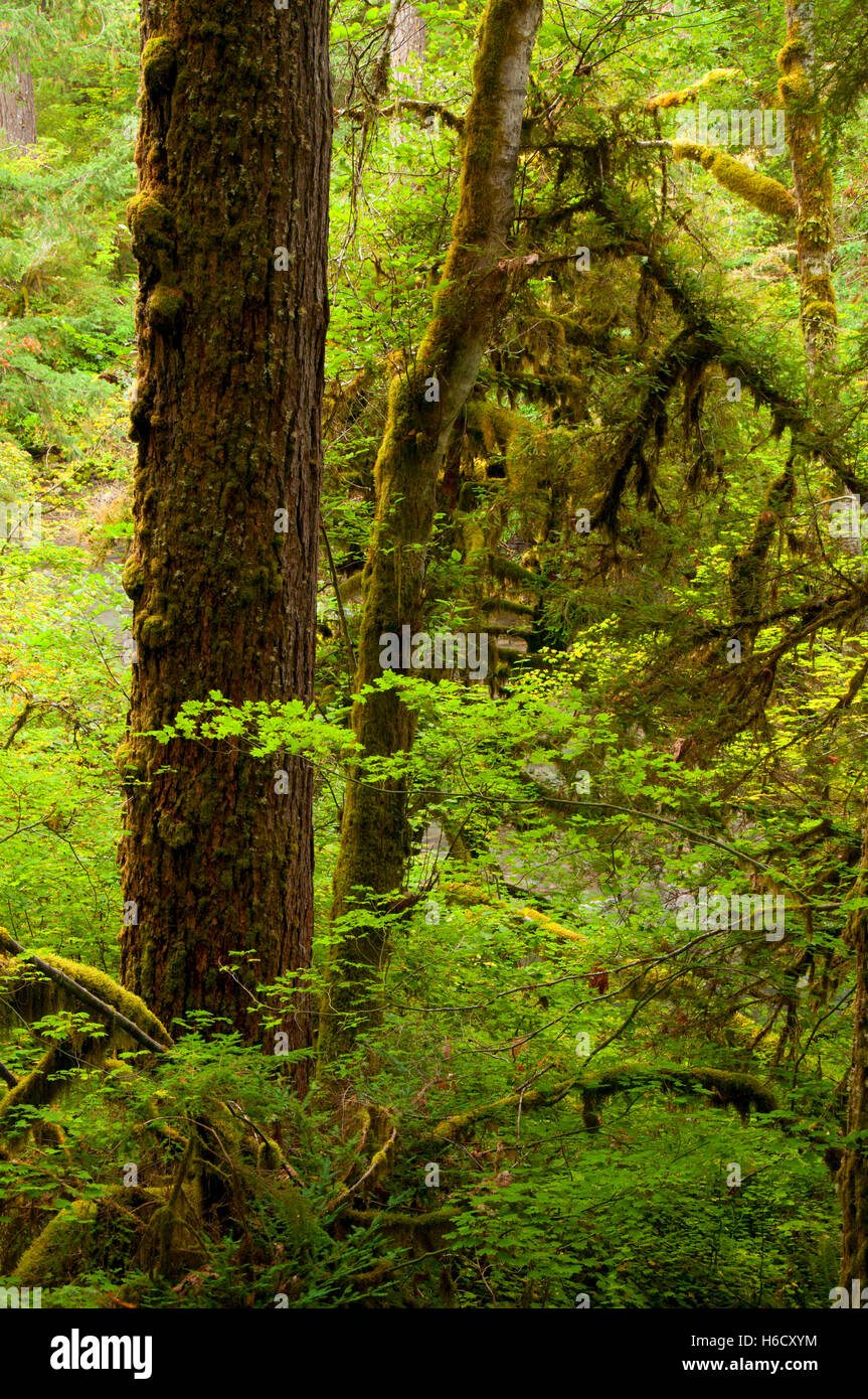 Forest Along Humbug Flats Trail, West Cascades Scenic Byway, Willamette ...