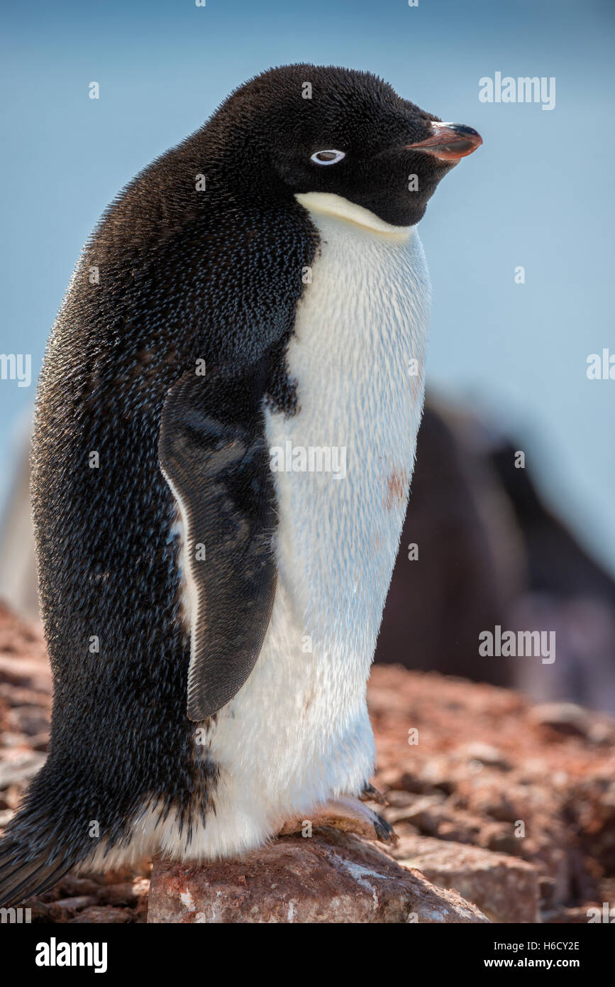 Close-up portrait of an adult Adelie penguin (Pygoscelis adeliae) standing on a guano-covered rock on a sunny afternoon in Antarctica. Stock Photo