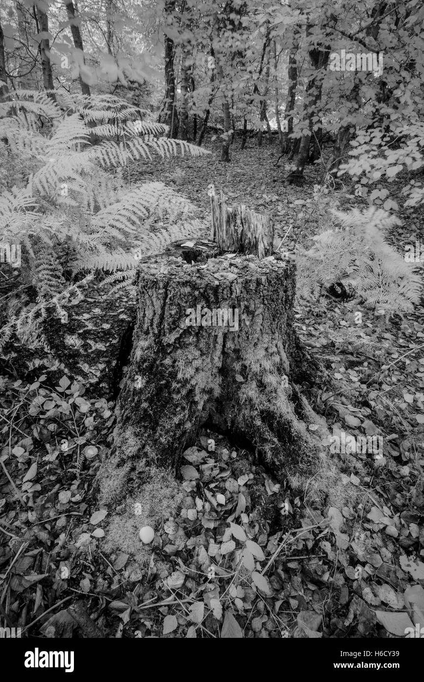 Infra red study of Birch tree stump in Autumn woodland. Stock Photo