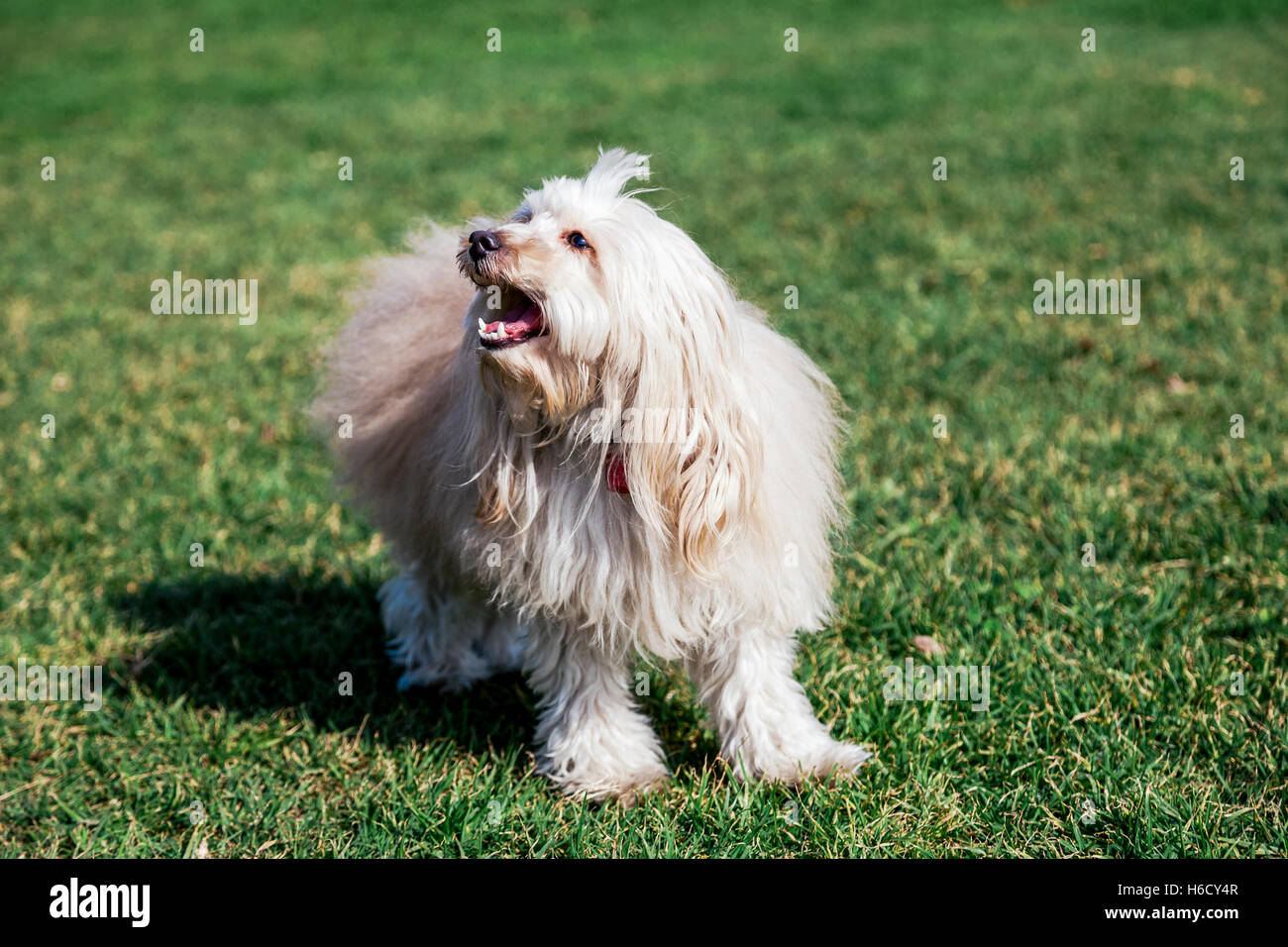 Portrait of a Toy Poodle dog sitting in an urban park Stock Photo - Alamy