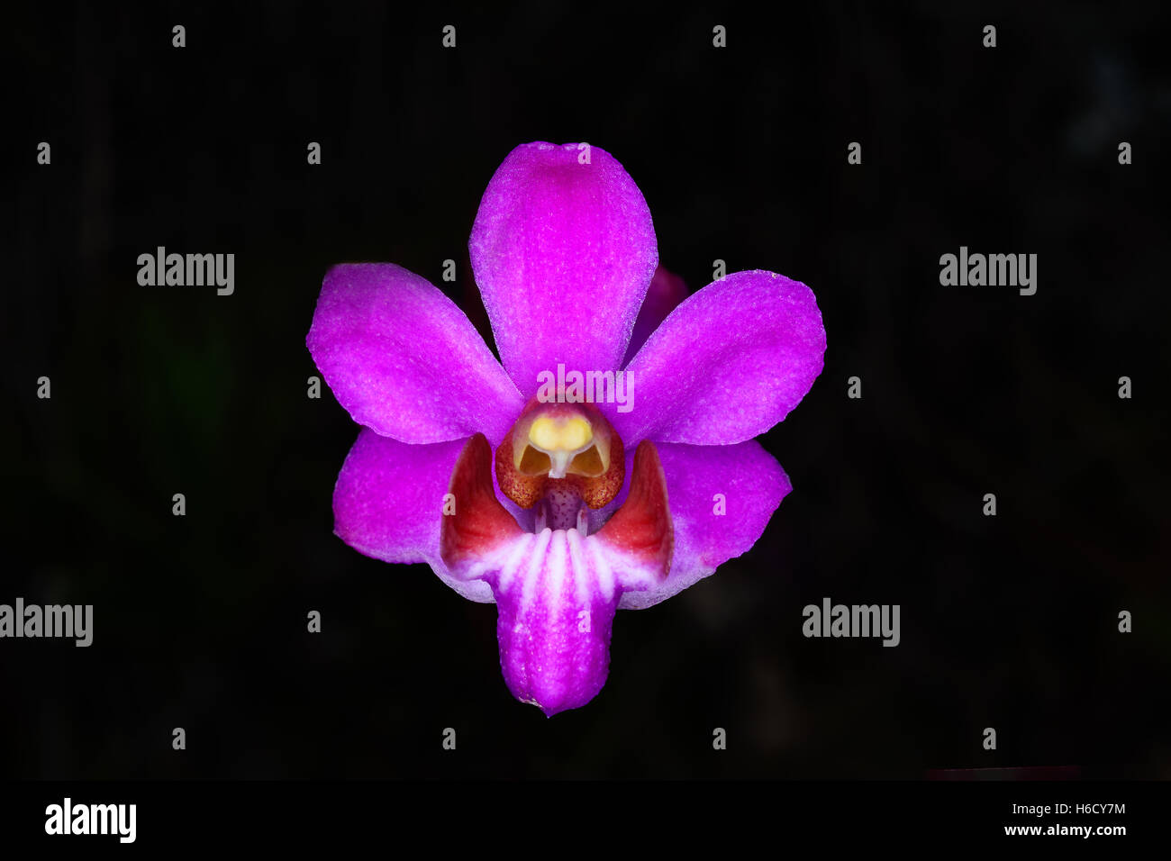 Doritis pulcherrima orchids at Phu Kradueng National Park Stock Photo