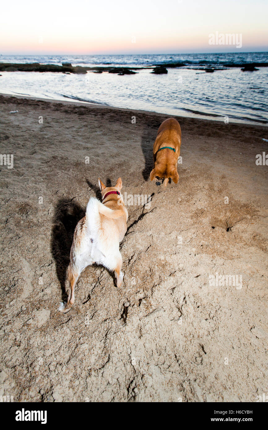 Two dogs digging in the sand on the beach at dusk Stock Photo Alamy