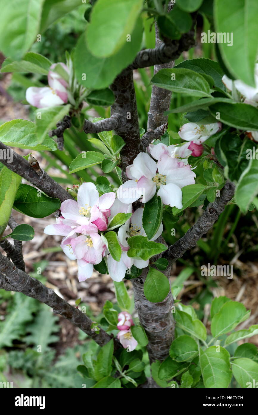 Apple Flower buds Stock Photo Alamy