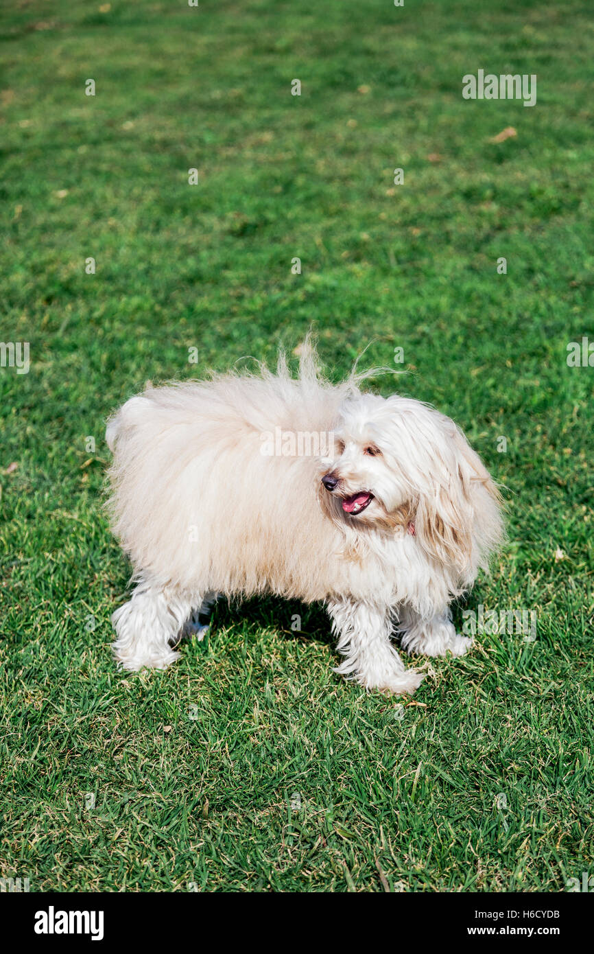 Portrait of a Toy Poodle dog sitting in an urban park Stock Photo - Alamy