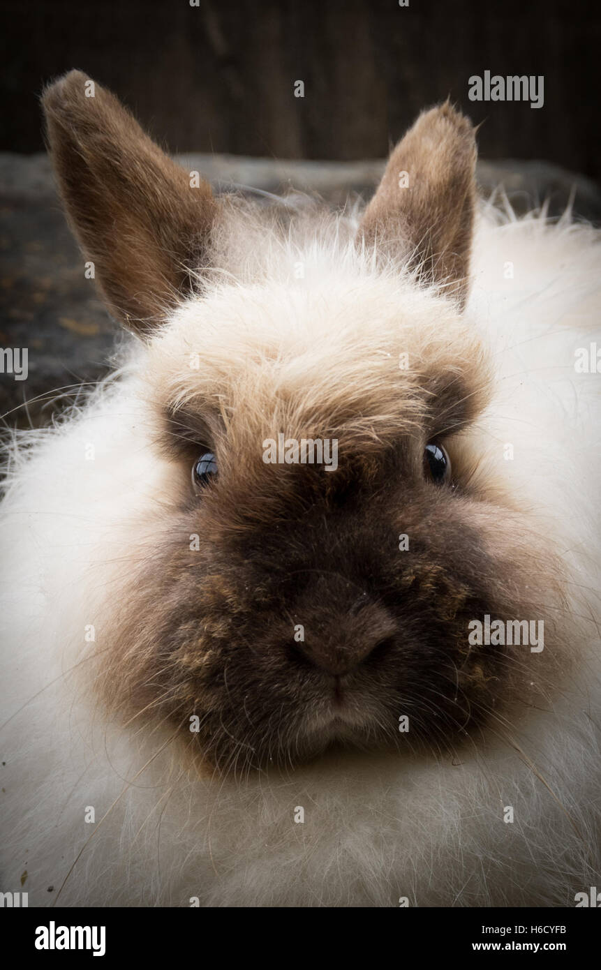 A long-haired white and brown rabbit Stock Photo