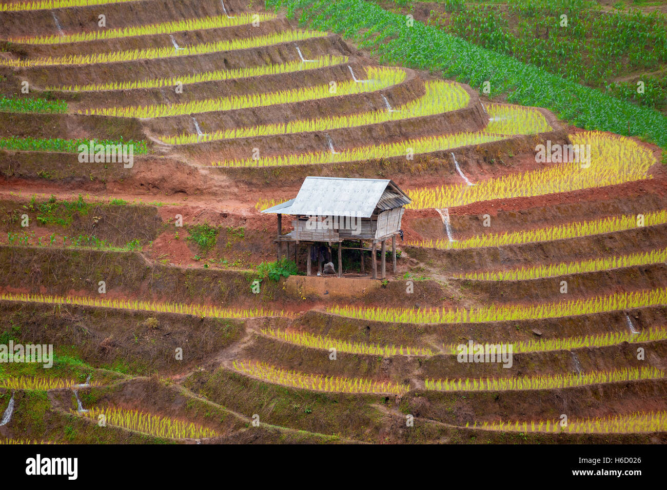 Green Terraced Rice Field in Pa Pong Pieng , Mae Chaem, Chiang Mai, Thailand Stock Photo