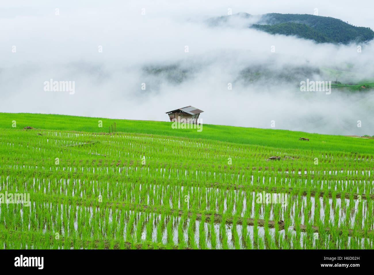 Green Terraced Rice Field in Pa Pong Pieng , Mae Chaem, Chiang Mai, Thailand Stock Photo