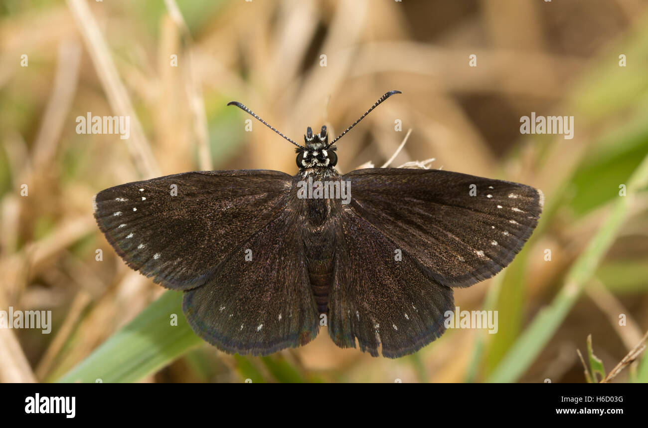 Dorsal view of a male Common Sootywing butterfly resting on a blade of grass Stock Photo