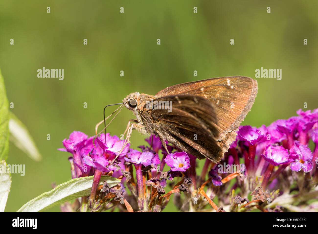 Confused Cloudywing butterfly feeding on a deep purple Buddleia flower cluster Stock Photo