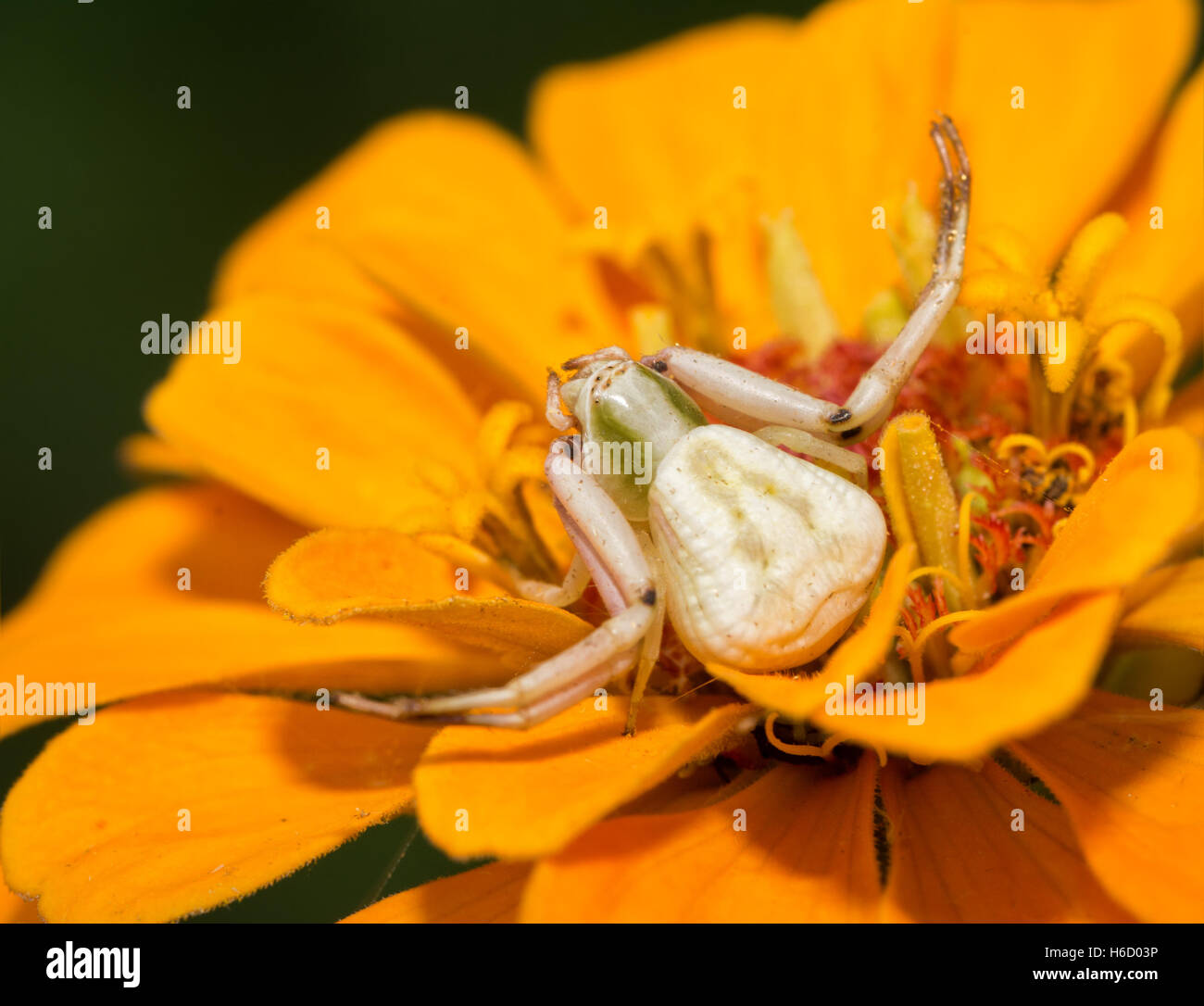 Female Crab spider, Thomisus, waiting for prey on an orange Zinnia