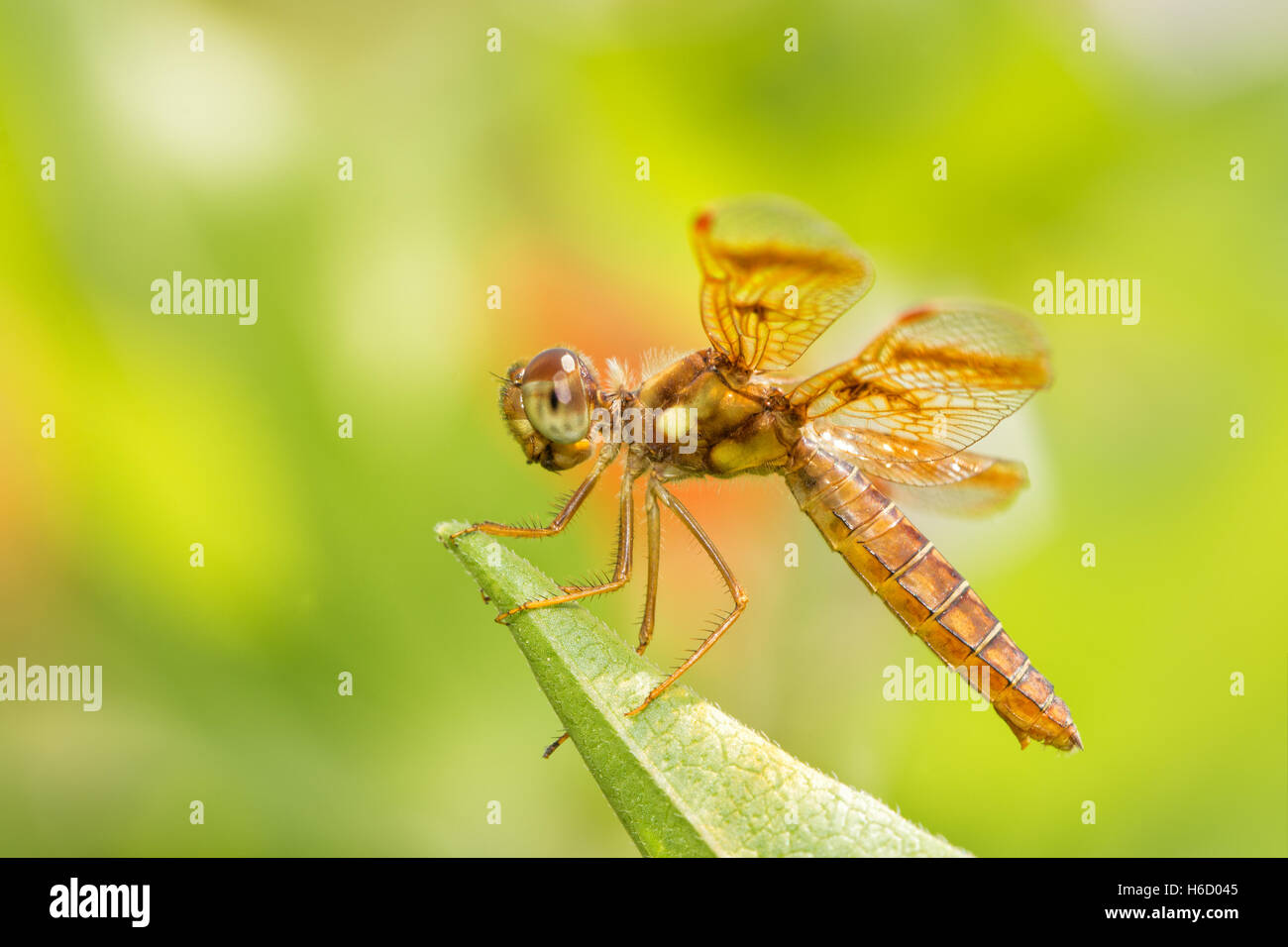 Eastern Amberwing dragonfly resting on a leaf Stock Photo