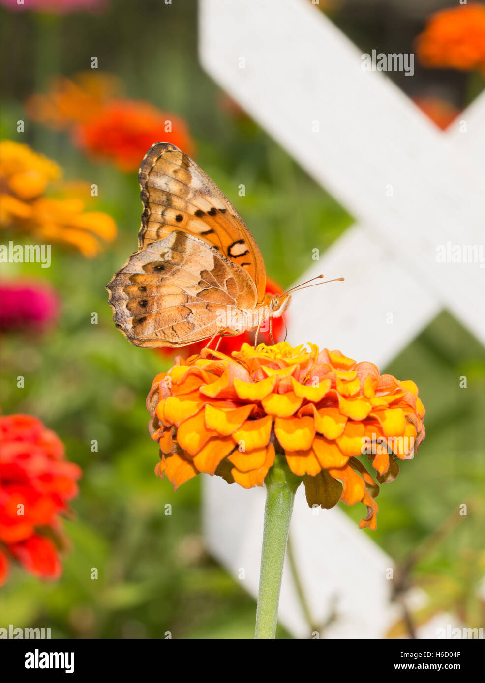 Ventral view of a Variegated Fritillary butterfly feeding on a flower in summer garden Stock Photo