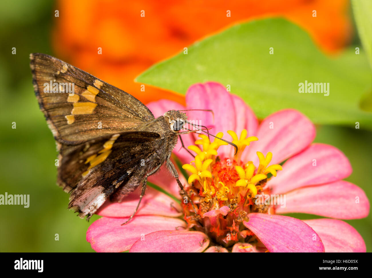 Hoary Edge butterfly feeding on pink Zinnia flower Stock Photo