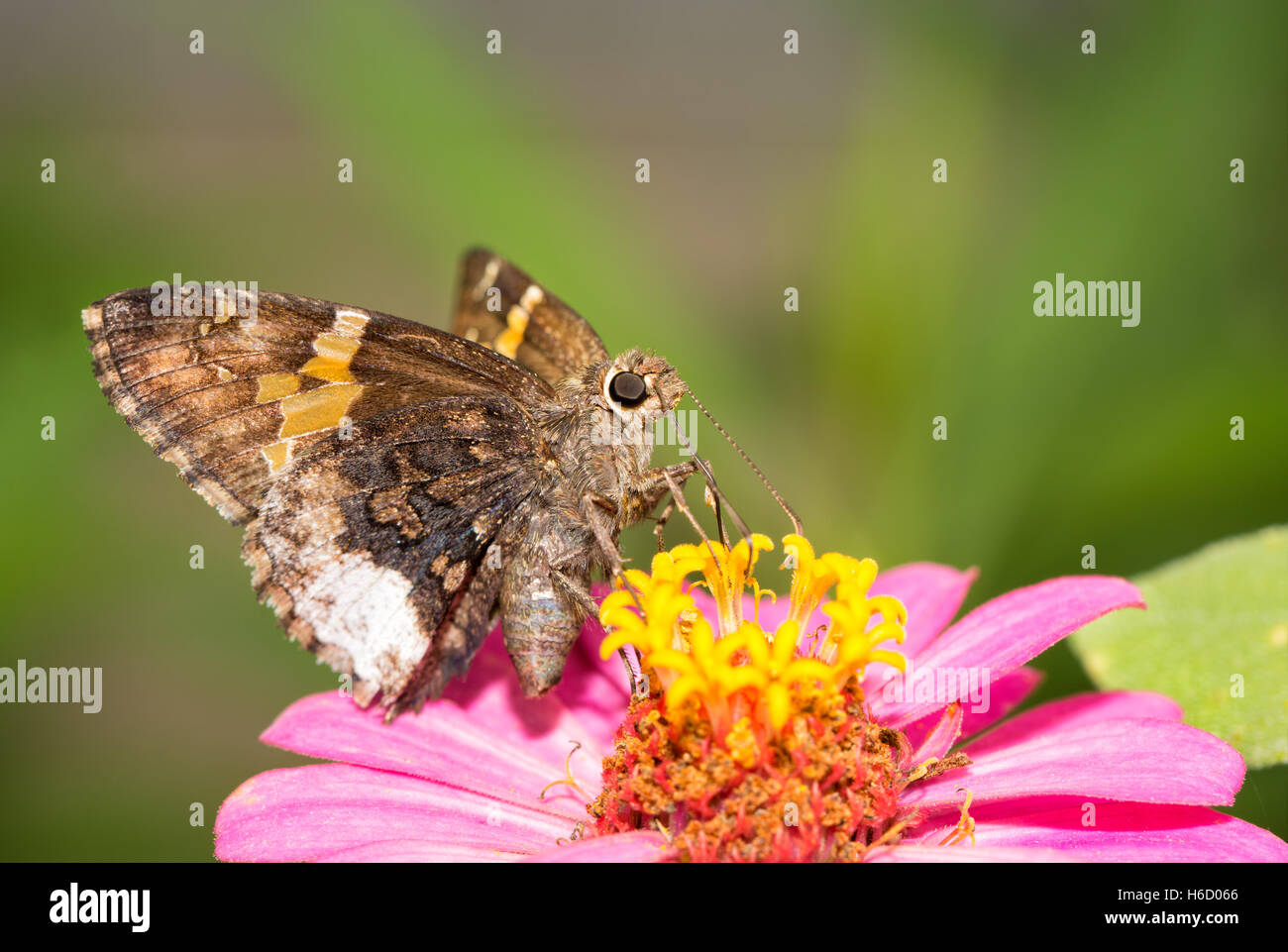 Achalarus lyciades, Hoary Edge butterfly on a pink Zinnia Stock Photo