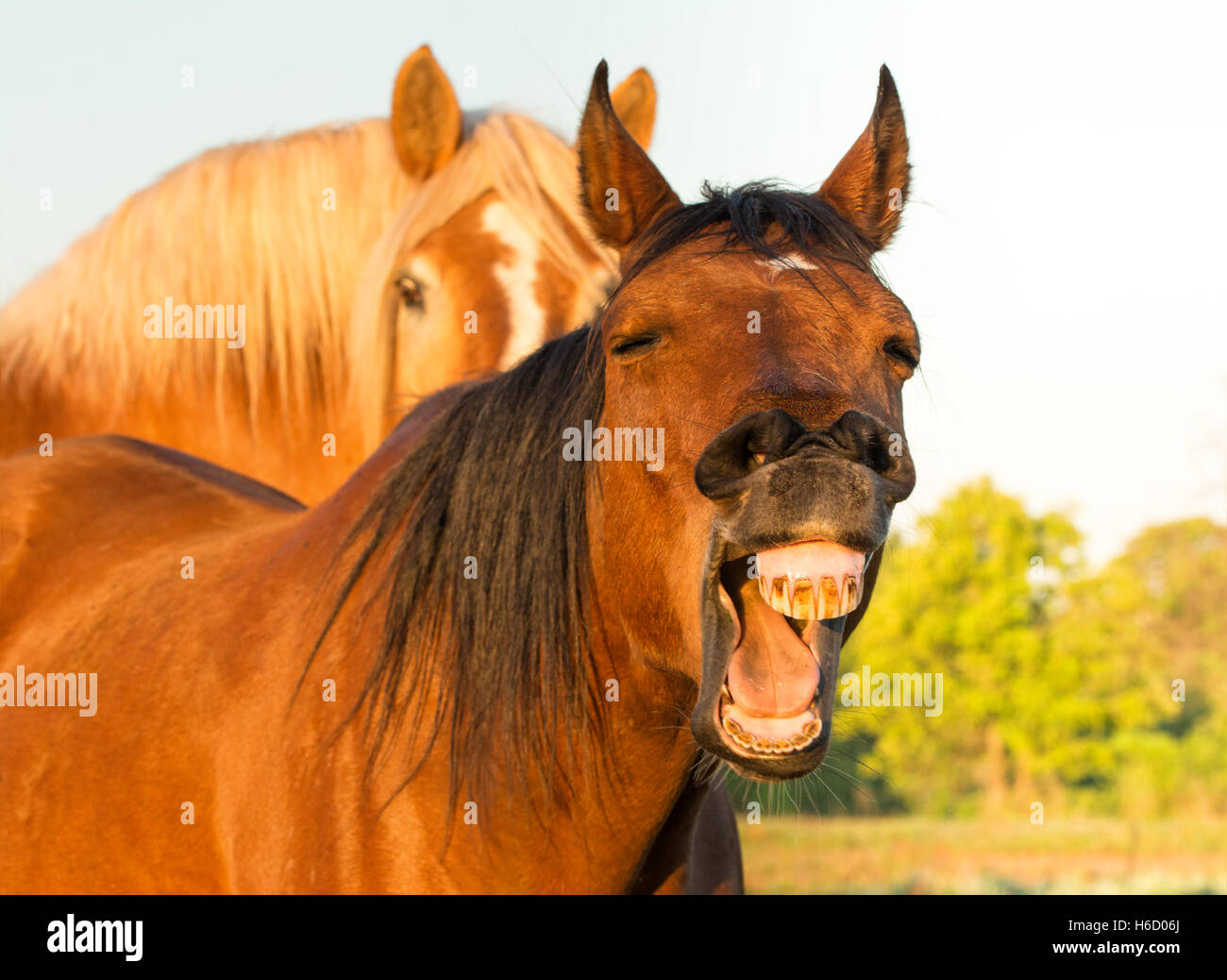 Red bay horse yawning, looking like he is laughing, with another horse on the background Stock Photo