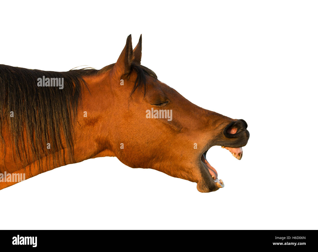 Horse teeth hires stock photography and images Alamy
