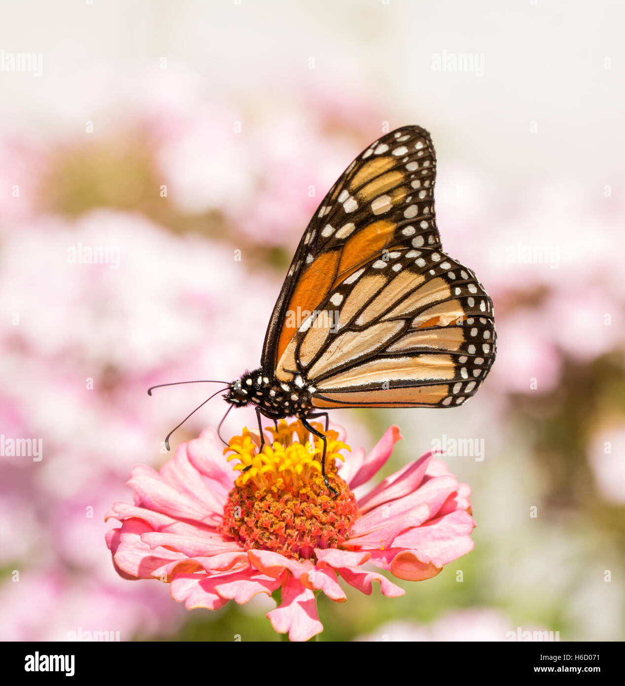 Monarch butterfly feeding on a pink Zinnia flower, with pink flowers