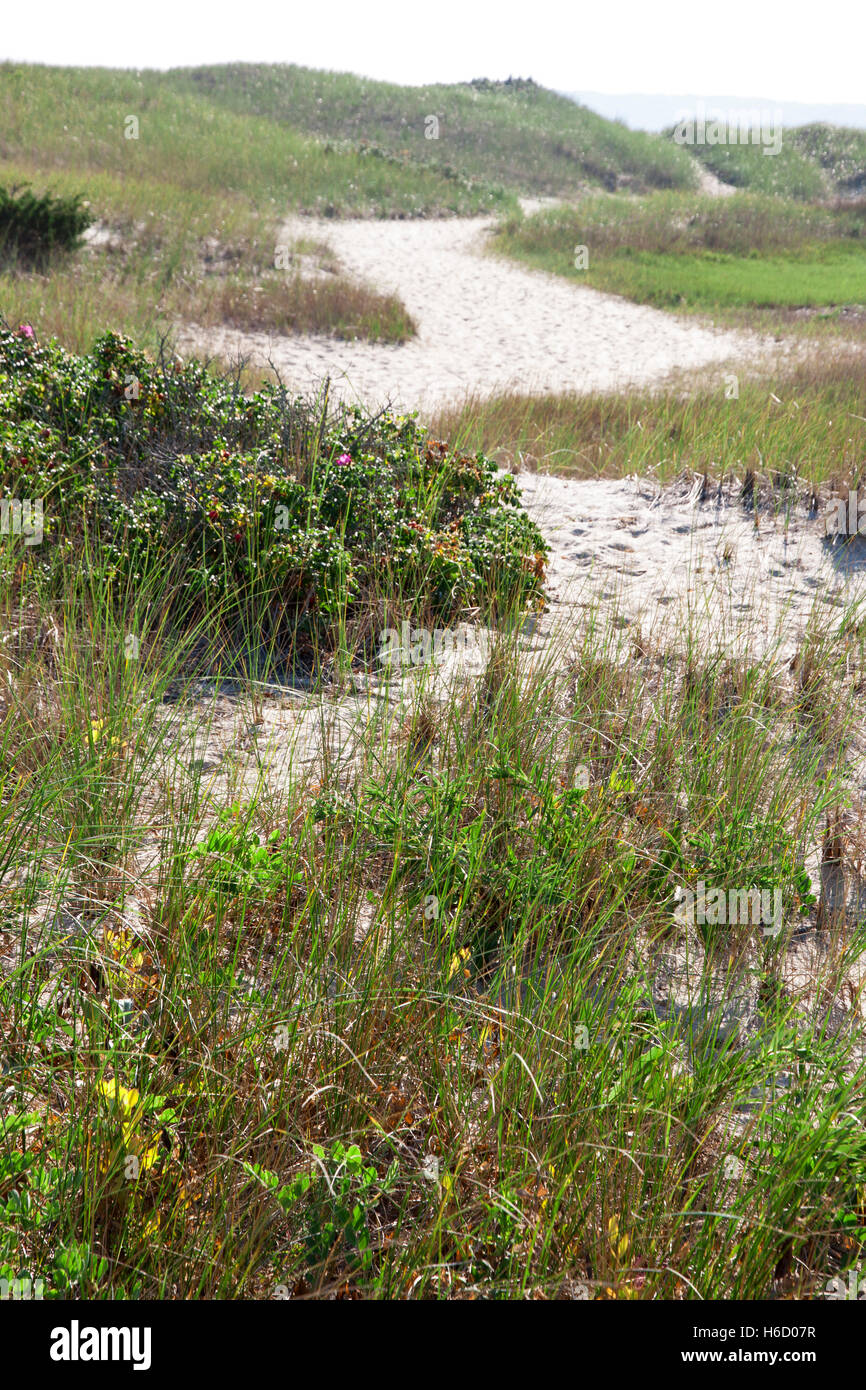 Sand dune path and beach grass, Cape Cod, Massachusetts Stock Photo