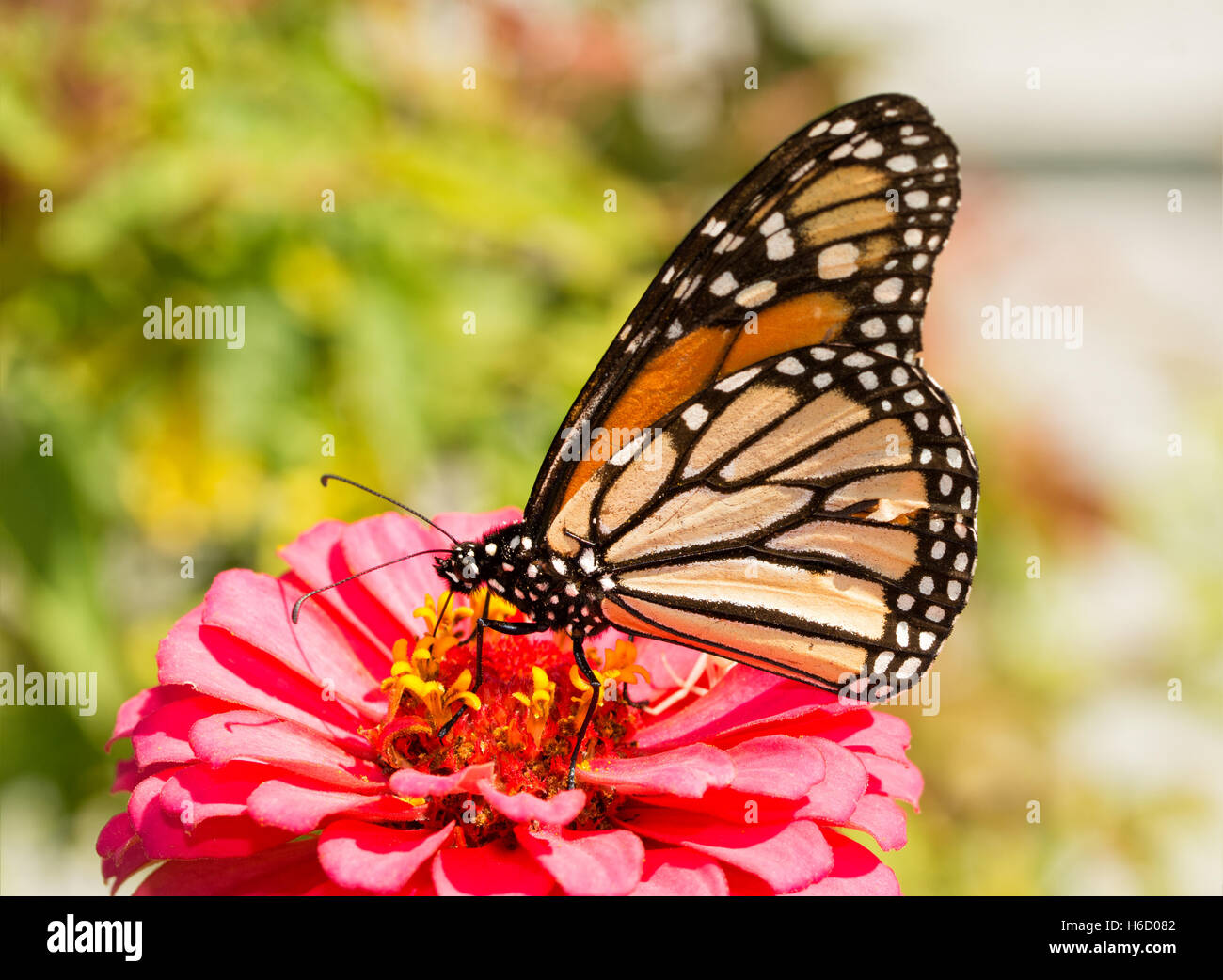 Danaus plexippus, Monarch butterfly, feeding on a pink Zinnia Stock ...