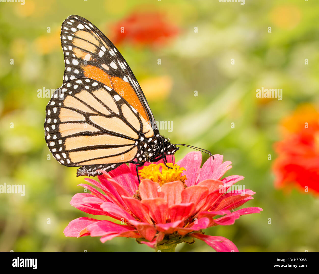 Closeup of a Monarch butterfly on a pink flower Stock Photo - Alamy