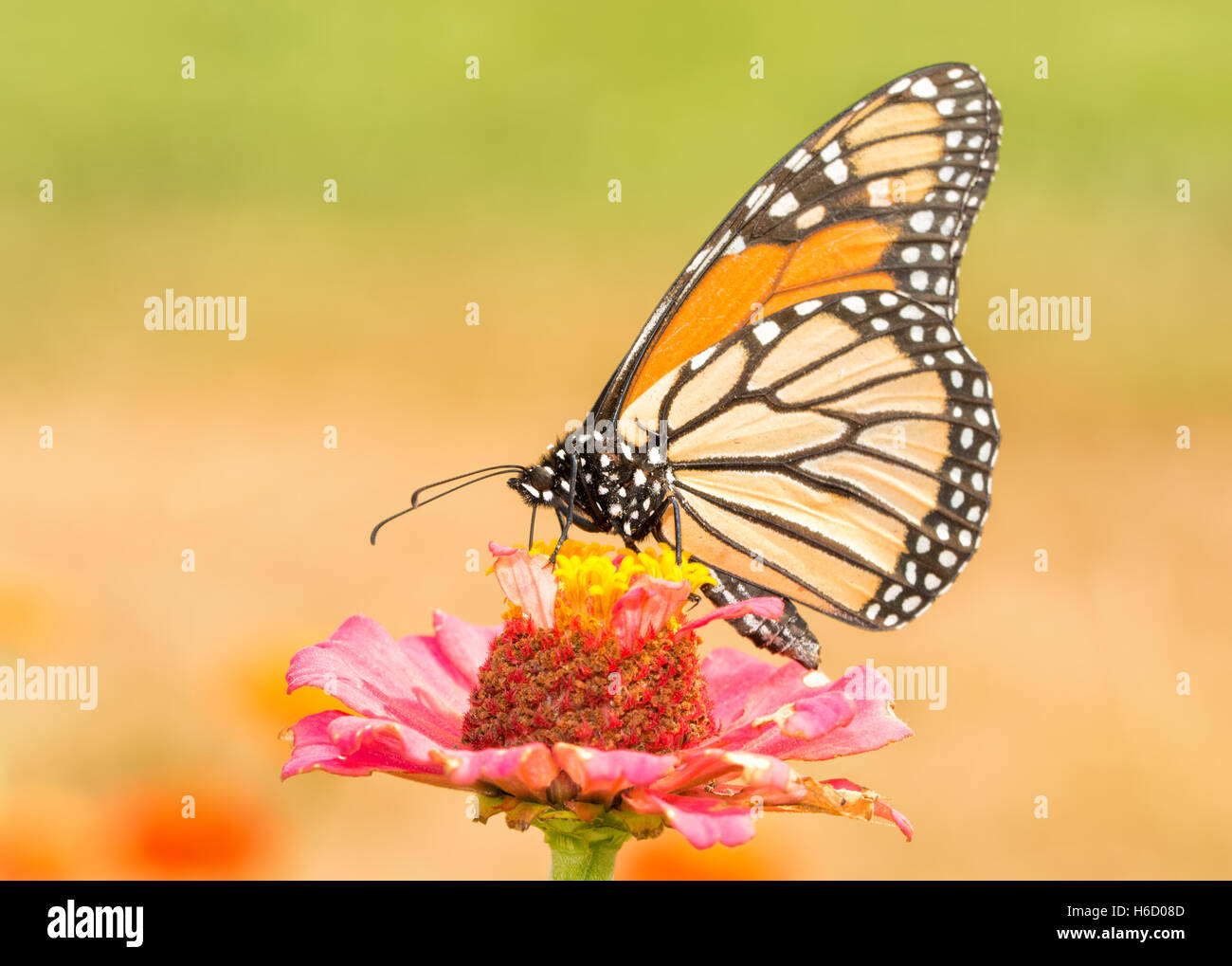 Monarch butterfly pollinating a pink Zinnia flower Stock Photo Alamy