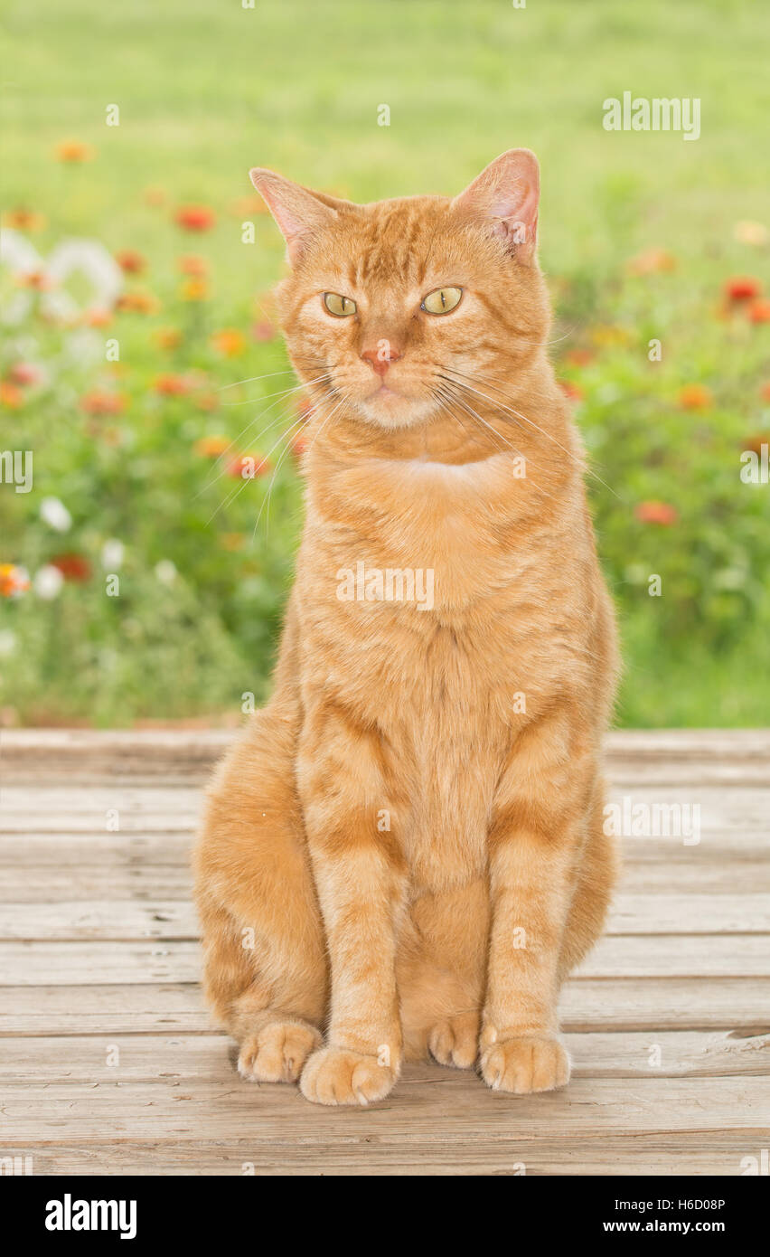 Ginger tabby cat sitting on wooden porch, with summer garden background Stock Photo