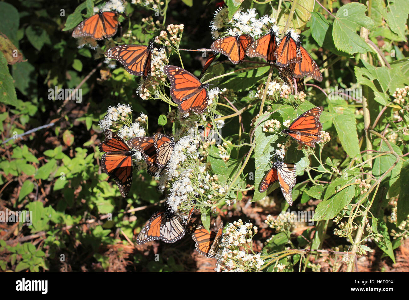 Monarch Butterflies in Michoacan, Mexico, millions are migrating every
