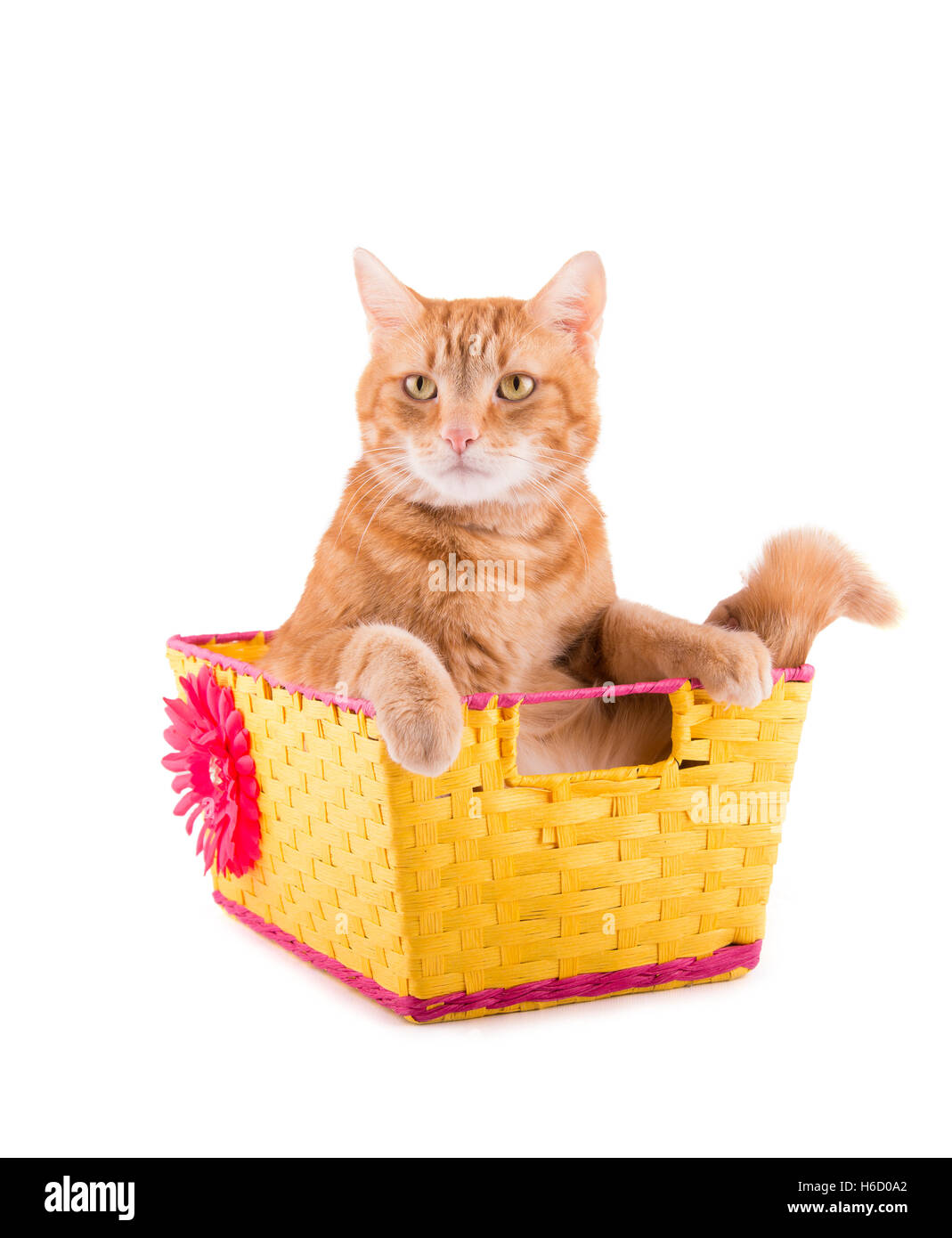 Orange tabby cat sitting in a yellow and pink basket with a bummed expression, on white Stock Photo