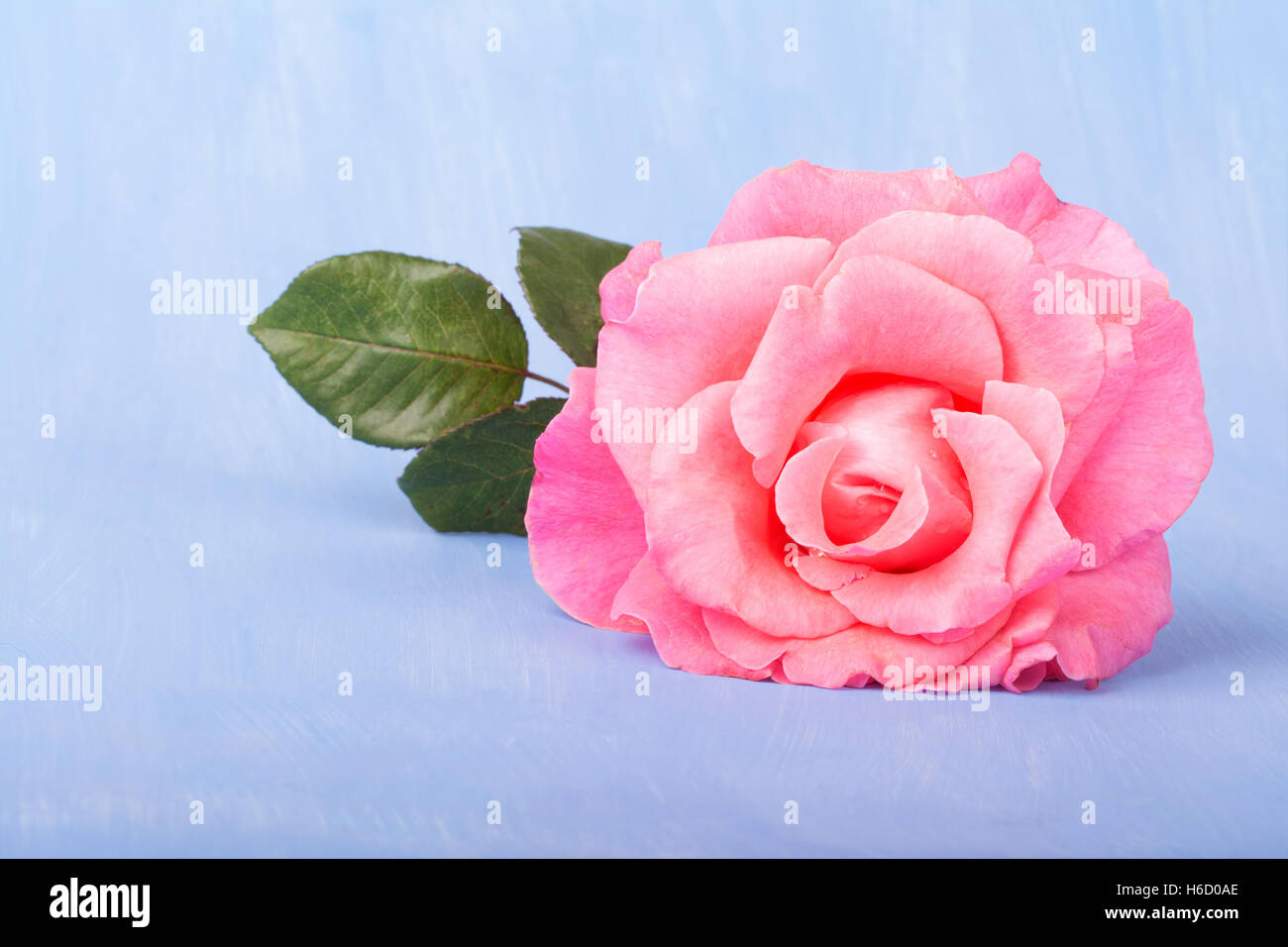 Large pink rose on a painted light blue background, with copy space Stock Photo