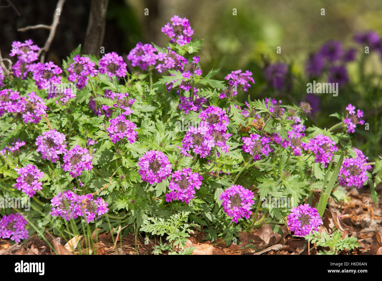 Purple Prairie Verbena flower mound in spring, on the edge of woods Stock Photo