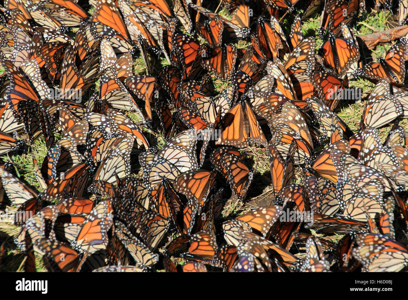 Monarch Butterflies in Michoacan, Mexico, millions are migrating every