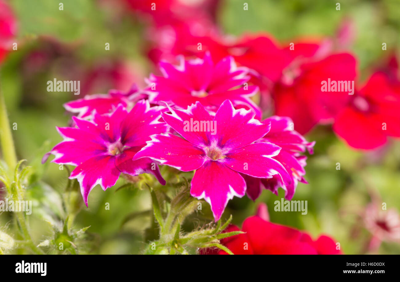 Hot pink and white Star Phlox in sunny summer garden Stock Photo