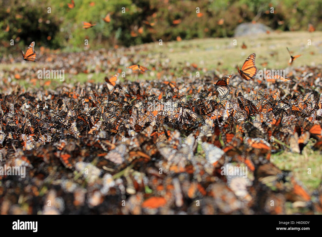 Monarch Butterflies in Michoacan, Mexico, millions are migrating every