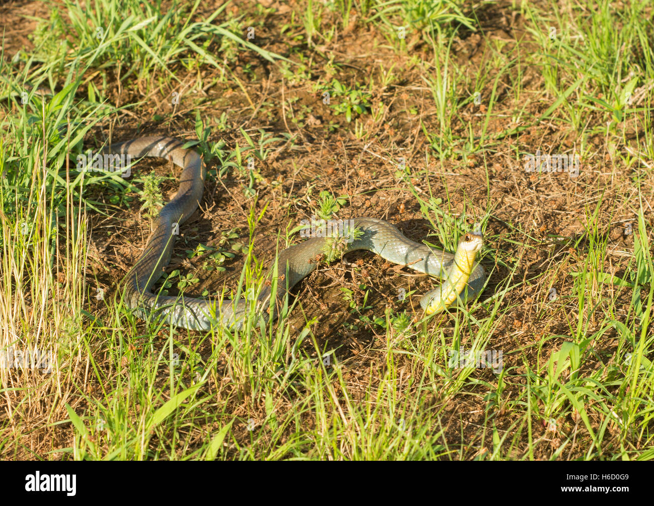 Yellow-bellied racer, Coluber constrictor flaviventris snake in grass, with his head raised up, in late evening sun Stock Photo