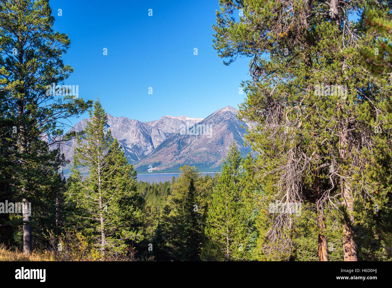 Teton Range framed by pine trees in Grand Teton National Park Stock Photo