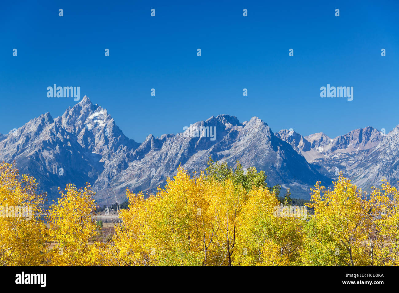 Yellow Aspen trees in the fall with the Teton Range in Grand Teton National Park Stock Photo