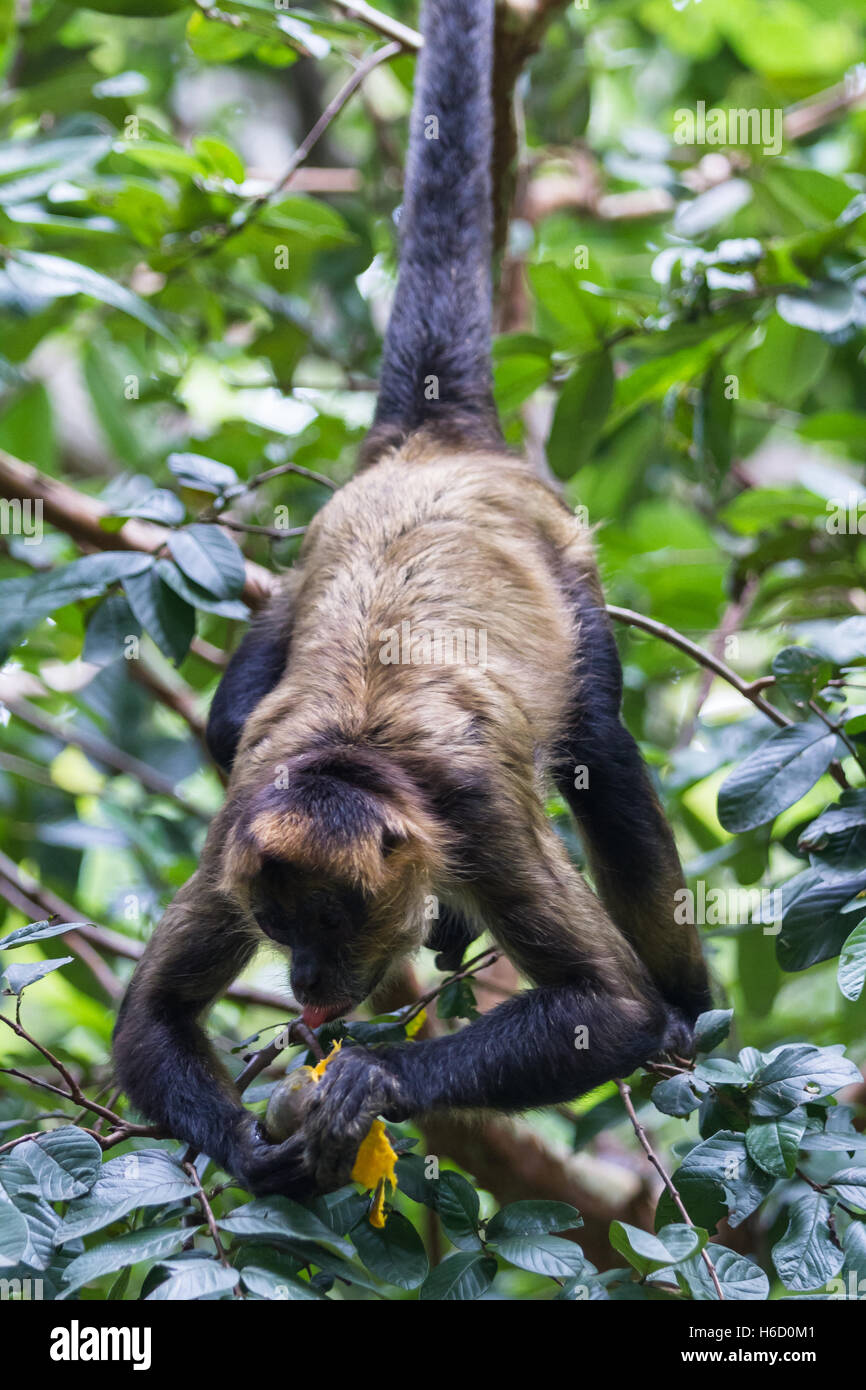 Monkey Hanging From Tail High Resolution Stock Photography and Images