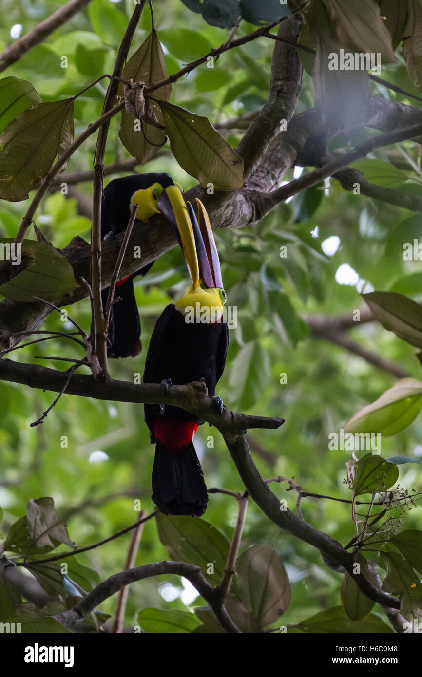 beautiful toucans in a tropical rain forest of Costa Rica Stock Photo ...